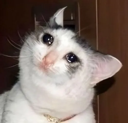 Hình chế vui mèo giận dỗi kiểu “ai hỏi đâu”