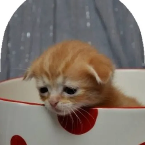 Meme chế mèo mướp phản ứng siêu biểu cảm