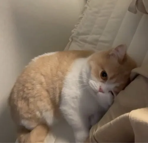 Hình troll mèo đôi tai cụp, mắt lườm cực bén