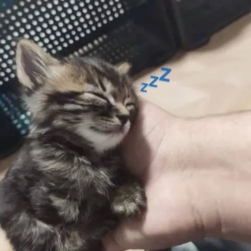 Meme chế mèo ngủ gục trên laptop dân mạng thích