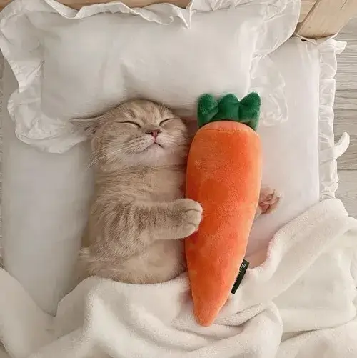 Hình chế mèo lim dim bên chồng sách chất cao.