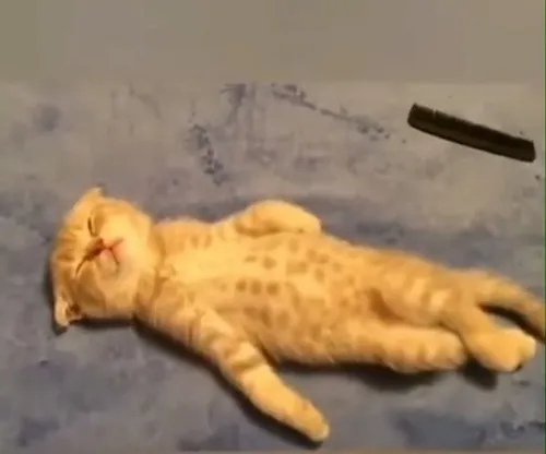 Meme mèo ngủ say nhìn y như người thật