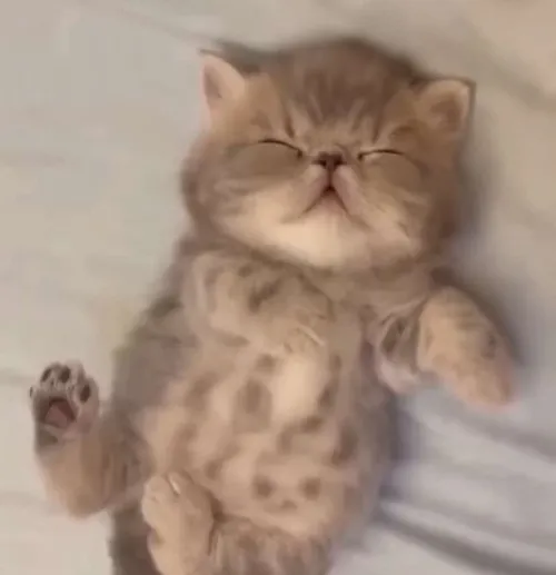 Ảnh mèo ngủ say mê, biểu cảm chân thật như người thật việc thật