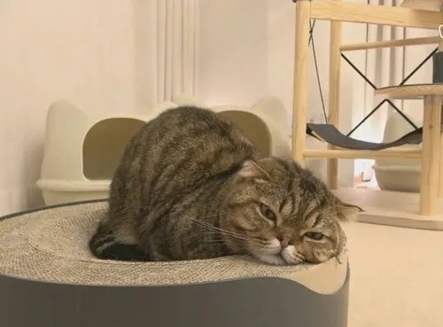 Ảnh chế mèo lim dim như đang mơ cá khô