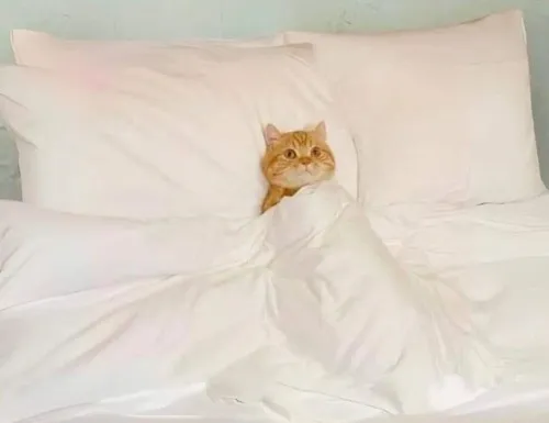 Ảnh chế mèo ngủ thư giãn cực đáng yêu, nhìn là tan chảy liền