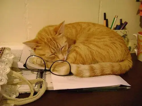 Meme mèo nằm phè trong ly nước siêu lạ