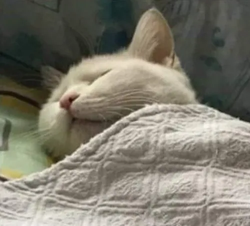 Ảnh vui mèo ngủ mê man quên cả deadline