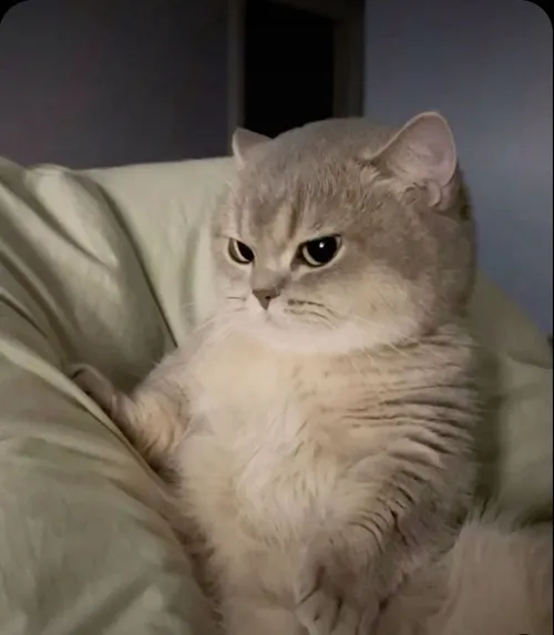 Hình chế vui mèo giận đáng yêu.