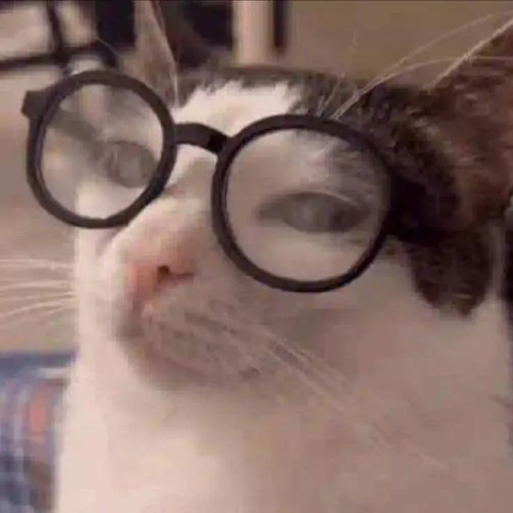 Hình chế mèo ánh nhìn khinh khỉnh rõ rệt