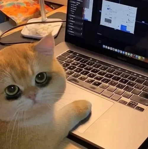 Meme chế mèo mệt mỏi phản ánh dân văn phòng