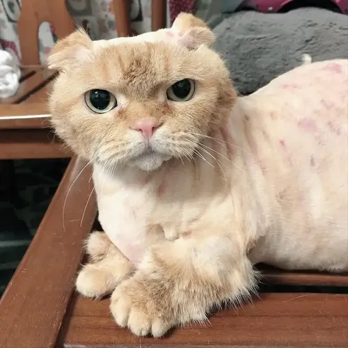 Ảnh troll mèo bựa được fan chế remix âm thanh