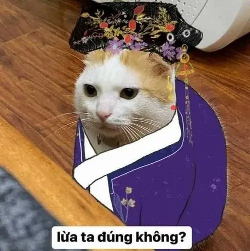 Meme vui mèo bựa với biểu cảm méo mó bá đạo