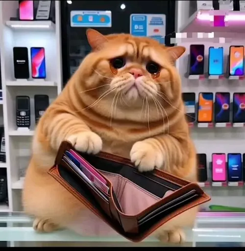 Ảnh chế mèo bá đạo khiến caption trở nên viral