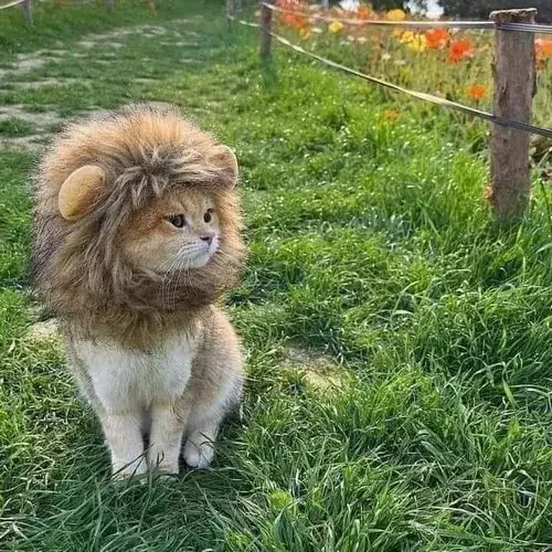 Bộ meme mèo bựa nhây bá đạo khiến dân mạng cười xỉu