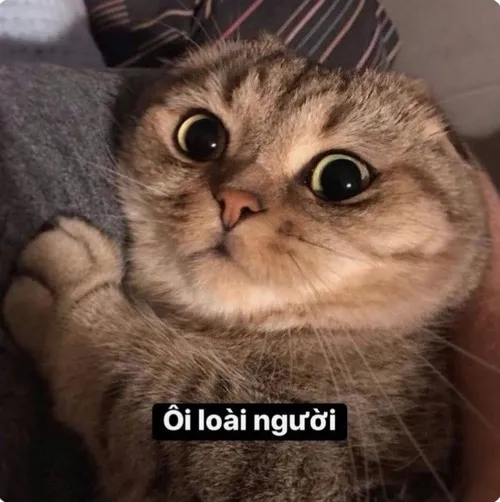 Mèo bựa và nghệ thuật cà khịa chuẩn GenZ