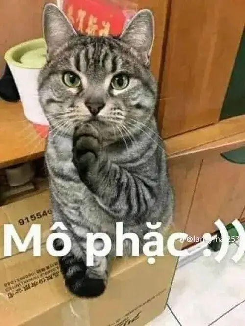 Meme chế mèo bựa ôm cá khô cười gian xảo.