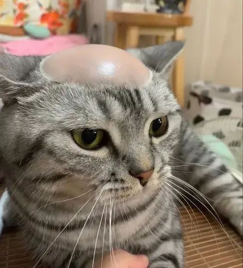 Meme chế mèo cosplay người khiến ai cũng ngã ghế