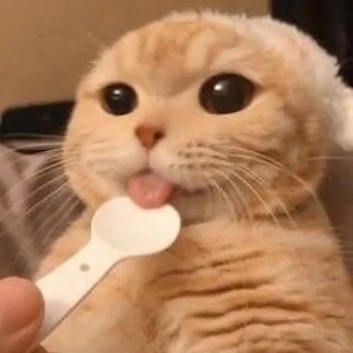 45+ Meme Mèo Lè Lưỡi/Mèo Liếm thể hiện cơn thèm muốn khao khát hài hước