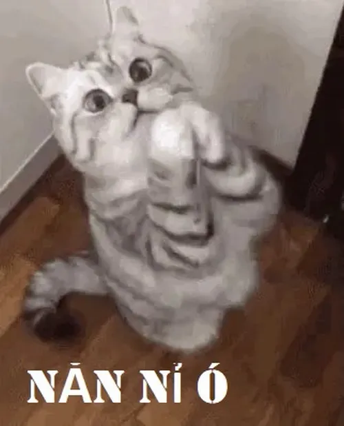 Bộ meme mèo xin lỗi khiến dân mạng tan chảy vì quá dễ thương Bộ meme mèo xin lỗi khiến dân mạng tan chảy vì quá dễ thương