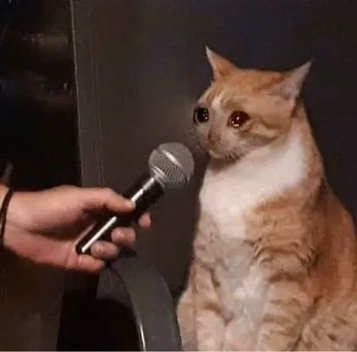 Ảnh vui mèo bựa nhây lầy khó cưỡng lại