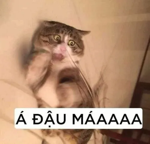 Meme hài cực bựa khiến dân mạng cười xỉu