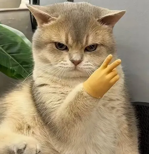 Meme mèo cute khiến dân mạng tan chảy