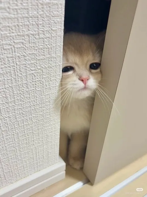 Meme chế mèo mềm mại như cục bông di động.