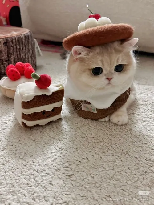 Mặt mèo ngơ ngác nhưng khiến triệu người bật cười