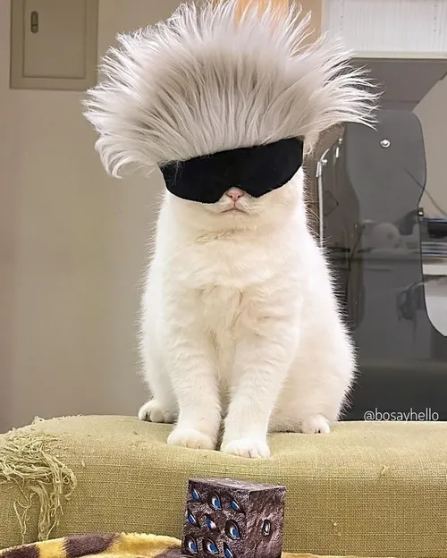 Meme mèo cute chiếm trọn tim hội yêu thú cưng