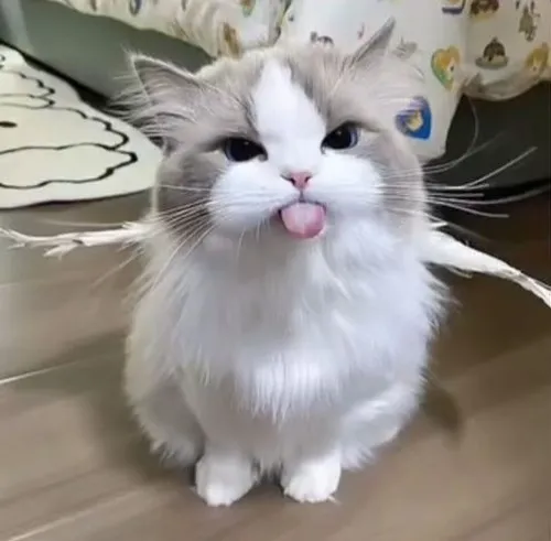 Meme mèo dễ thương với đôi tai cụp trứ danh.