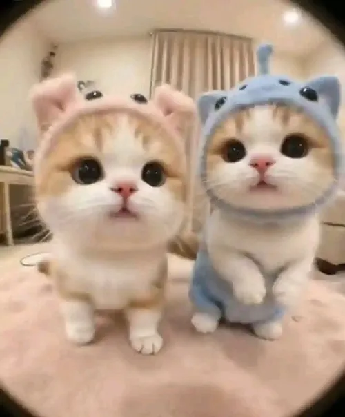 Meme chế mèo hồn nhiên nhìn yêu không tả.