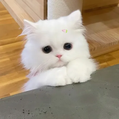 Meme mèo đáng yêu lan truyền khắp Facebook.