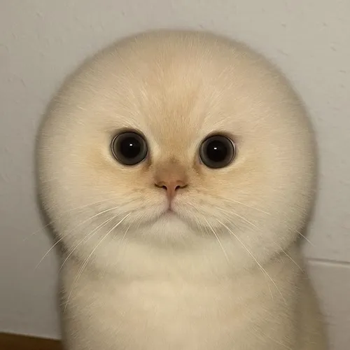 Hình troll boss mèo nhỏ nhắn cực cưng.