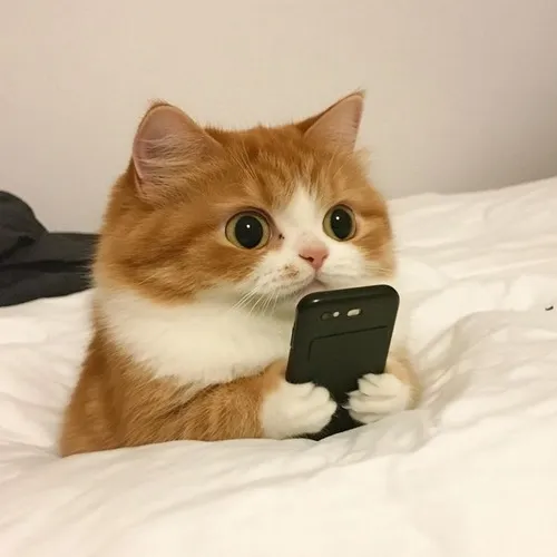 Ảnh chế boss mèo đáng tin và vui nhộn.