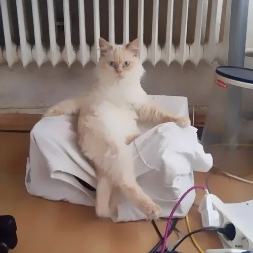 Ảnh troll mèo bị bọc trong khăn nhìn như sushi sống