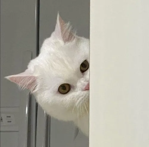 Hình mèo ngộ nghĩnh với biểu cảm ngáo ngơ đang viral cực mạnh