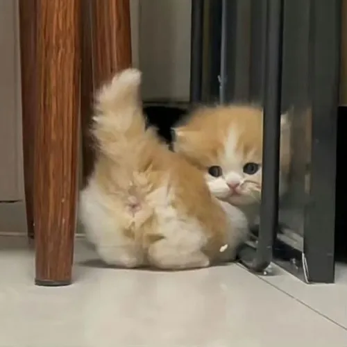 Meme mèo ngáp to hơn cả mặt nhìn muốn xỉu.