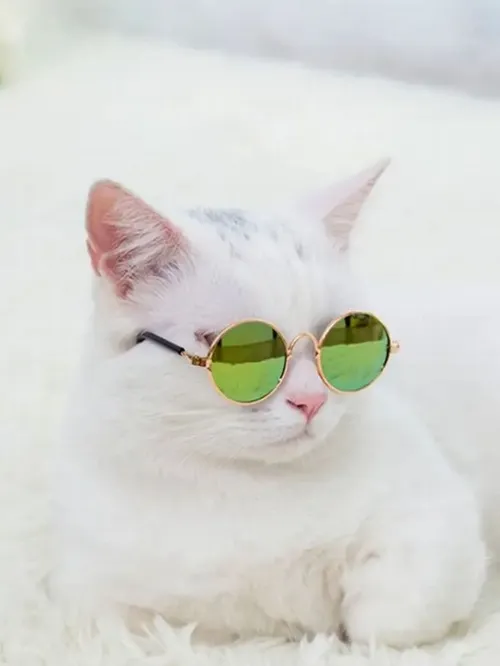 Meme chế mèo dễ thương làm dân mạng cười tít.