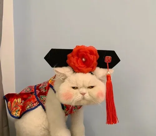 Meme hài boss mèo hồn nhiên giữa nắng sớm.