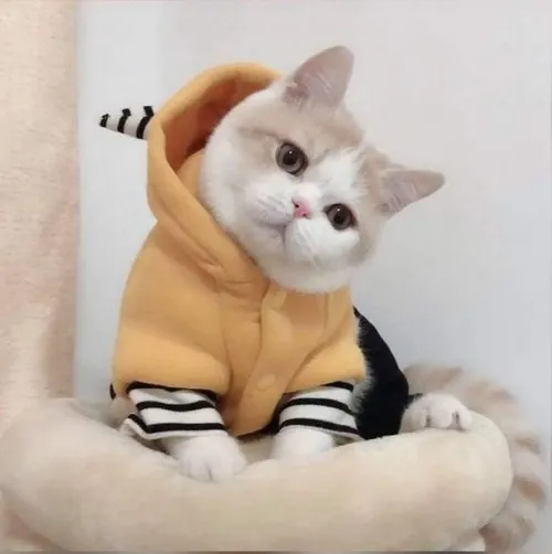 Meme chế mèo đuôi cong vòng cực ngộ nghĩnh.